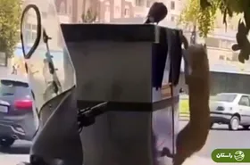 ویدئو |‌ لحظه شکار کبوتر توسط گربه زیرک در تهران