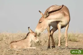 ویدئو |  اولین گور ایرانی در سال ۱۴۰۴ در پارک ملی کویر گرمسار متولد شد