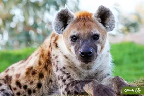 ویدئو | دیده شدن مجدد یک کفتار در سرخه حصار