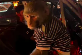 ویدئو | دور دور یک میمون در خیابان‌های تهران با پیکان قرمز!