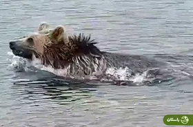 ویدئو | آب‌تنی یک خرس در دریاچه قله سبلان