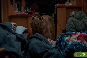 ویدئو | جزئیات جالب سکانس هالیوودی خرس سریال «پایتخت» از زبان سیروس مقدم