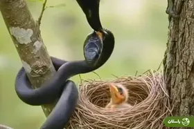 ویدئو | شجاعت مادرانه در دل طبیعت؛ پرنده‌ای که مار مهاجم را به خاطر جوجه‌اش به چنگ گرفت!