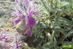 خواص چای کوهی؛ از درمان افسردگی تا تقویت قوای جنسی