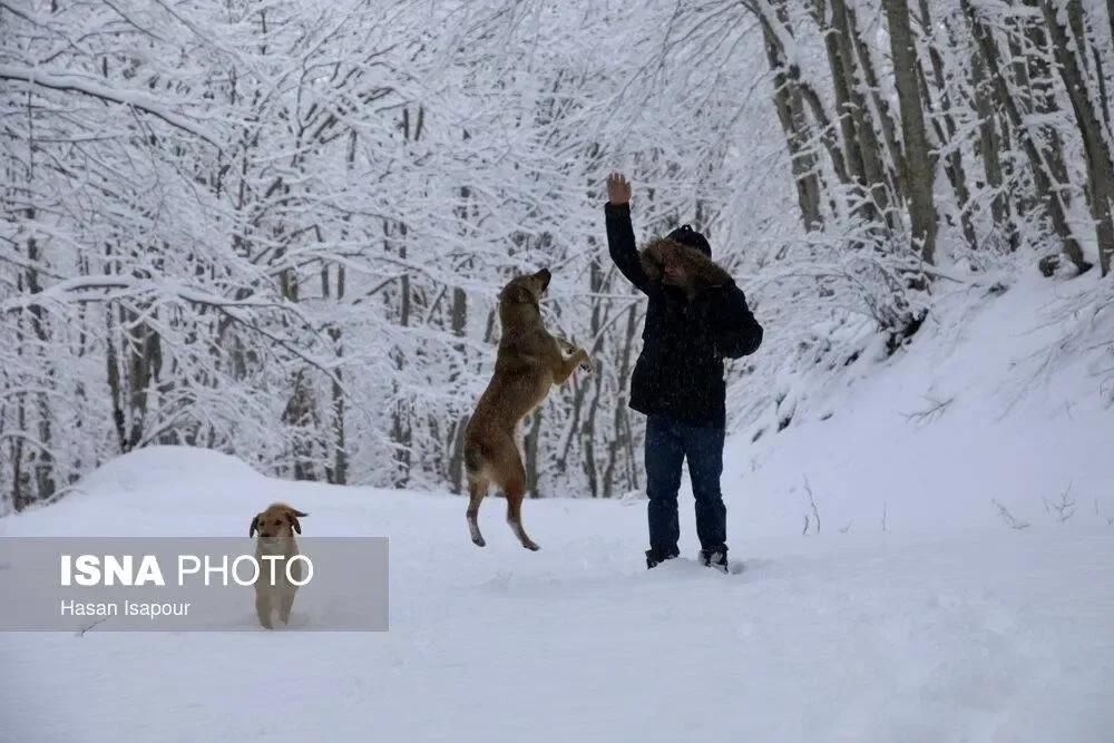سوادکوه در برف