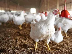 قیمت مرغ برای دومین بار در ماه‌های اخیر افزایش پیدا کرد