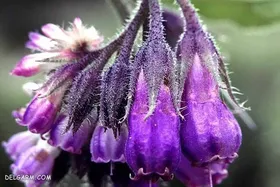 آشنایی با خواص و کاربردهای گیاه سنفیتون