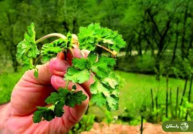 چوچاغ یا زولنگ؛ سبزی بهاری محبوب که شبیه یک گیاه مرگبار است + دستور پخت خورش چوچاغ و کوکو چوچاغ