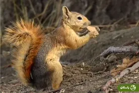 ویدئوی دیدنی سرقت سنجاب از آذوقه زمستانی همسایه‌اش در همدان