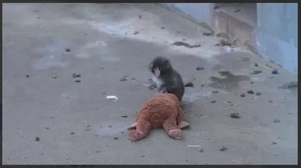 ویدئویی که اشک میلیون‌ها نفر را درآورد؛ عروسکی که همدم میمون ۶ ماهه شد