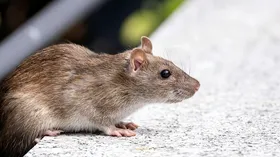 همه چیز درباره هانتاویروس: علائم، شیوه سرایت و جزئیات شیوع در کشتی تفریحی