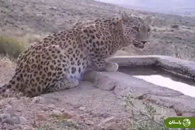 ویدئو | جست‌وخیز پلنگ ایرانی و ۲ توله‌اش در پارک ملی بموی استان فارس