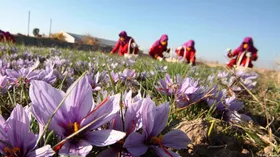 آمار عجیب صادرات زعفران ایران توسط افغانستان!