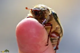 شکرتیغال؛ گیاهی دارویی که حاصل ترکیب آب‌دهان سوسک  و تیغال است و سرفه و یبوست را درمان می‌کند