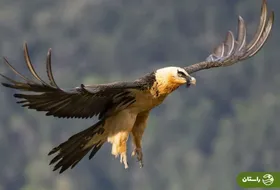 پرواز زیبای همای سعادت در آسمان چالوس + ویدئو