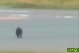 ویدئو | بازیگوشی خرس سیاه، فرودگاه ژاپن را تعطیل کرد!