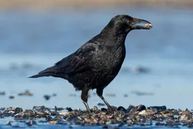 کلاغ‌ها می‌توانند تا چهار بشمارند!