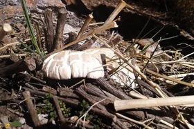 کغارک یا هکال؛ خوشمزه‌ترین و گران‌ترین قارچ کوهی جهان را کجا و چطور از دل زمین پیدا کنیم؟