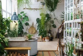 چگونه از گیاهان آپارتمانی مراقبت کنیم؟