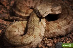 ویدئو | سلطان افعی‌ها در خراسان دیده شد؛‌ نمایی نزدیک و دیدنی از گرزه مار