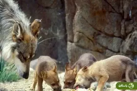 ویدئویی از پرسه زنی ۵ گرگ خاکستری در پارک ملی گلستان؛ ۱۸ شهریور