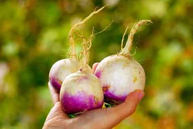 معجزه و فواید باورنکردنی ماسک شلغم برای پوست صورت