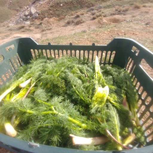 جاشیر؛ شاه گیاه کوههای زاگرس که به خاطرش آدم کشته شده است + دستور پخت چند غذای محلی با جاشیر جاشیر