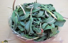 والک؛ محبوب‌ترین و خوشمزه‌ترین سبزی بهار کجا پیدا می‌شود؟ + دستور پخت والک پلو و کوکو والک