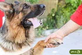 ویدئو | قدردانی از سگ‌های زنده‌یاب هلال احمر در جنگ ۱۲ روزه با اسرائیل