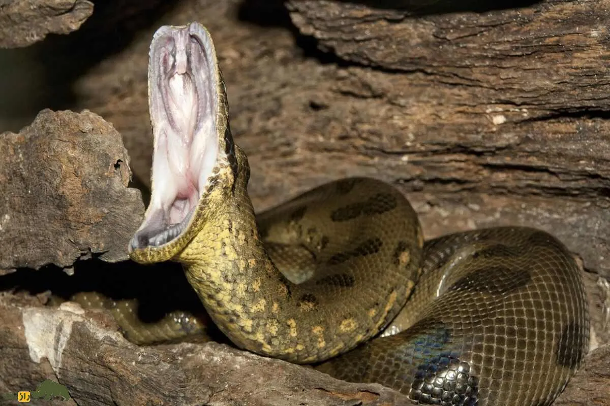 تعبیر خواب مار- انواع مختلف مار