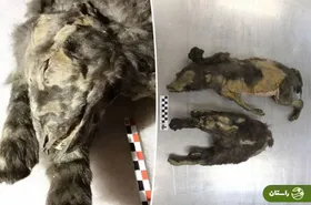 کشف جسد مومیایی‌شده دو توله گرگ ۱۴،۰۰۰ ساله با موهای سالم و شکمی پر از غذا در سیبری