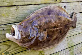 ماهی موسی؛ ماهی عجیبی که دو چشمش در یک طرف سرش قرار دارد و حضرت موسی آن را به دونیم تقسیم کرد! + تصاویر