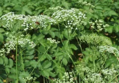 پاغازه یا کول‌خار: گیاه چند صد ساله کرمانشاهی که بیماری کبدی را درمان و گاو و گوسفندها را به شدت چاق می‌کند