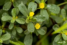 خرفه؛ چرا این سبزی خوشمزه، بسیار مقاوم و کم‌توقع سبزی مورد علاقه حضرت زهرا بود؟