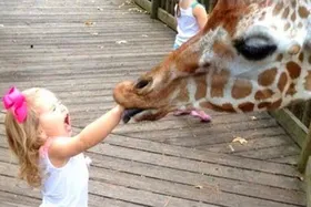 ویدئو | لحظاتی خنده‌دار میان کودکان و حیوانات