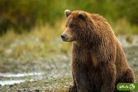 ویدئو |  حمله خرس به گله و واکنش جالب چوپان کرمانشاهی