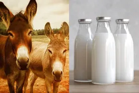خواص شیر خر چیست؟ | هنوز از این شیر غافلید؟!