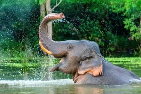 ویدئو | آبتنی بامزه فیل‌ها در هوای گرم