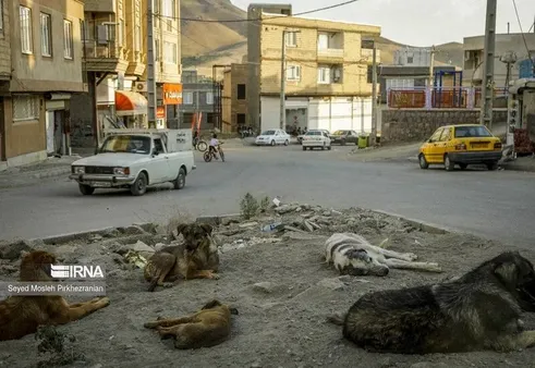 حمله وحشتناک سگ‌های ولگرد به ۲ کودک!