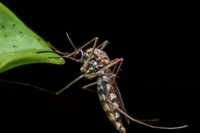 پشه‌ها چه رنگی را برای نیش زدن دوست دارند؟