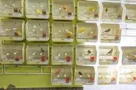 «آوازشاه»؛ قناری ایرانی که ۶۰۰ میلیون تومان فروخته شد و صدایش شبیه خواننده موسیقی سنتی است + تصاویر