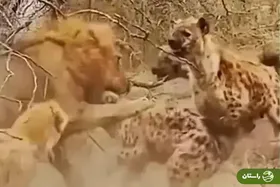 ویدئو | نبرد بی‌امان شیر با کفتارها در جنگل