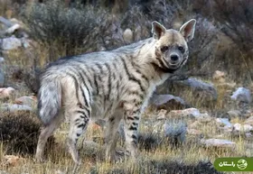 ویدئو دیدنی از آب خوردن کفتار راه راه در پارک ملی گلستان