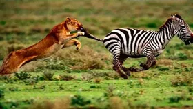 (ویدئو) فرار برق‌آسای یک گورخر از چنگ شیر