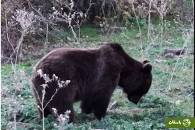 ویدئوی دیدنی از غذا خوردن دو خرس نر در جنگل‌های هیرکانی