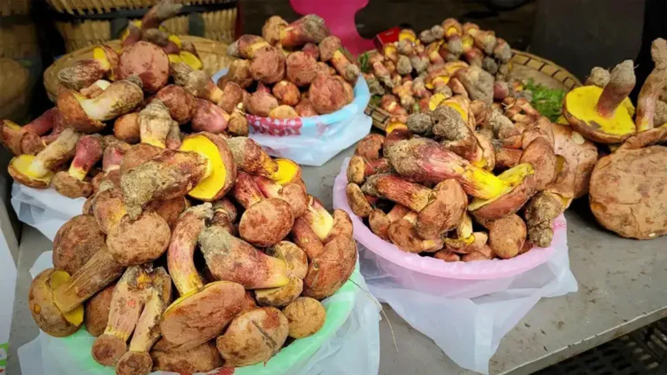 ماجرای قارچ مرموز در چین؛ روانگردان لی‌لی‌پوتی چیست؟