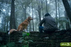 فیلمی که سروصدا کرد: طرفداران در نامه‌ای به اسکار خواستار جایزه برای حیوانات شدند