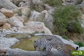 ویدئو | مشاهدۀ پلنگ ایرانی در بوشهر