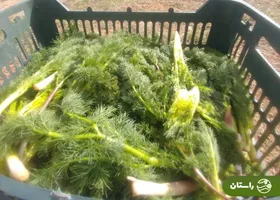 جاشیر؛ شاه گیاه کوه‌های زاگرس که به خاطرش آدم کشته شده است + دستور پخت چند غذای محلی با جاشیر