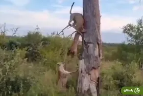 ویدئو | صحنه باورنکردنی در حیات وحش؛ دزدی یک کفتار از پلنگ!